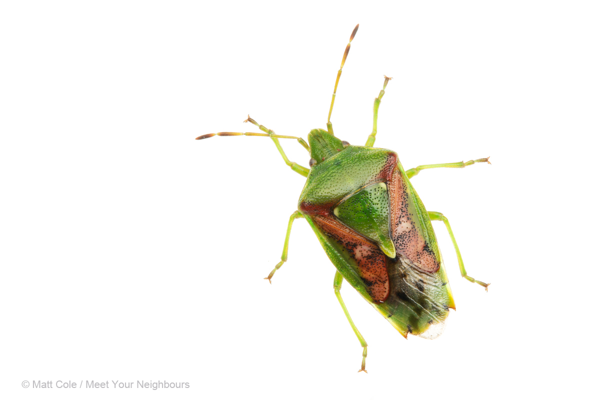 MYN Shieldbug